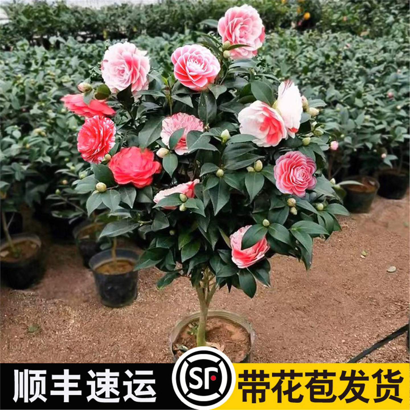 香妃山茶花盆栽带花苞五色赤丹花卉植物室内好养茶花树苗耐寒耐旱,鲜花速递/花卉仿真/绿植园艺,时令草本花卉,淘宝优惠券,粉丝福利购,淘宝优惠卷