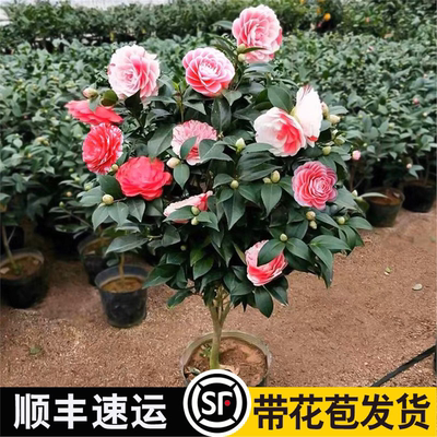 香妃山茶花盆栽带苞五色赤