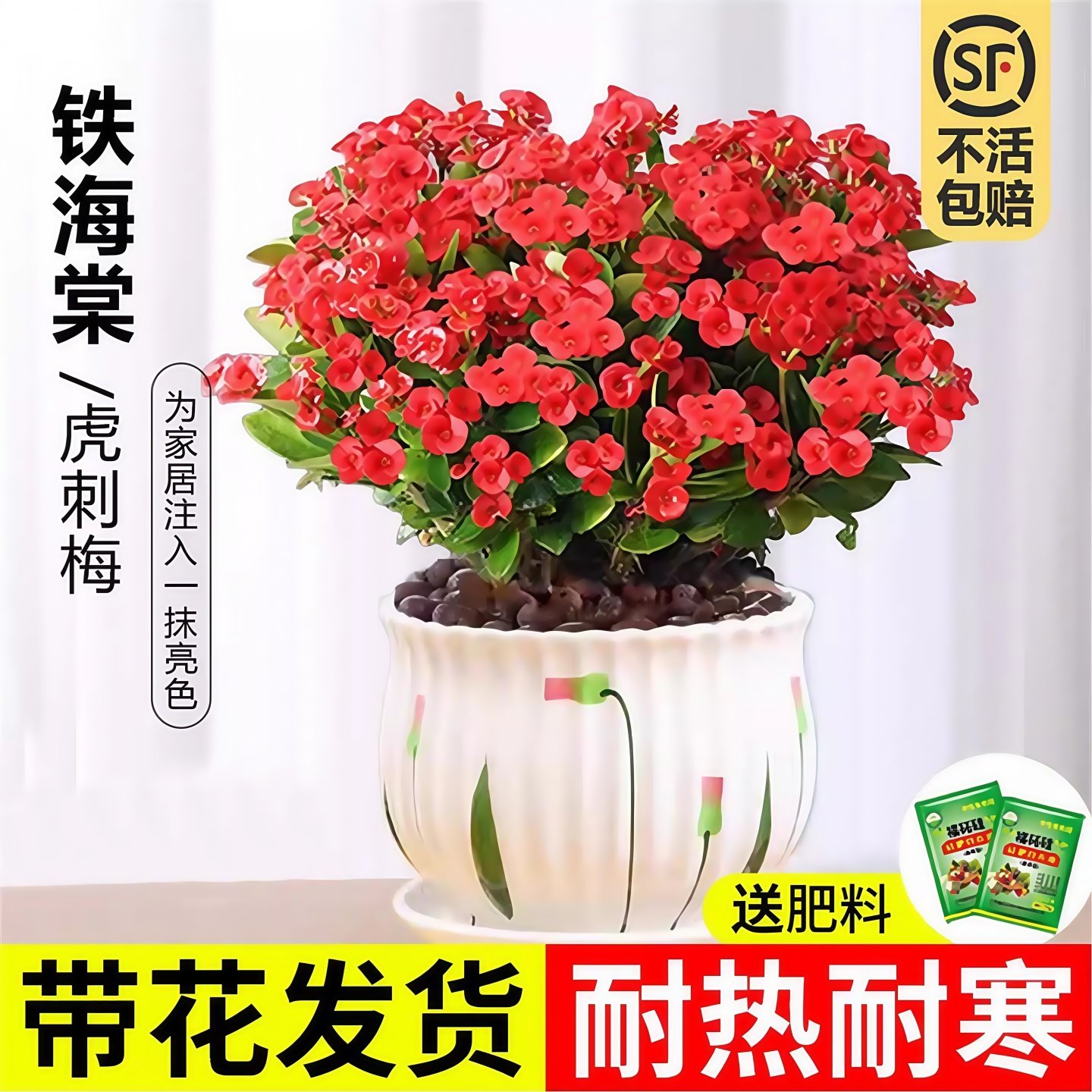 虎刺梅盆栽铁海棠室内花卉绿植多季开花办公室阳台耐干旱好养易活,鲜花速递/花卉仿真/绿植园艺,时令草本花卉,淘宝优惠券,粉丝福利购,淘宝优惠卷