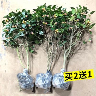 山茶花树苗盆栽带苞香妃五