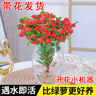 铁海棠盆栽大花虎刺梅老桩水培盆景办公室内多肉绿植物四季赏花卉