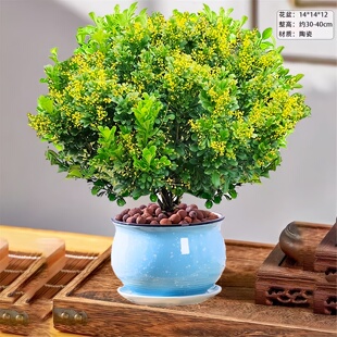 香水米兰花盆栽花卉绿植室内阳台老桩带花苞四季好养驱蚊植物树苗