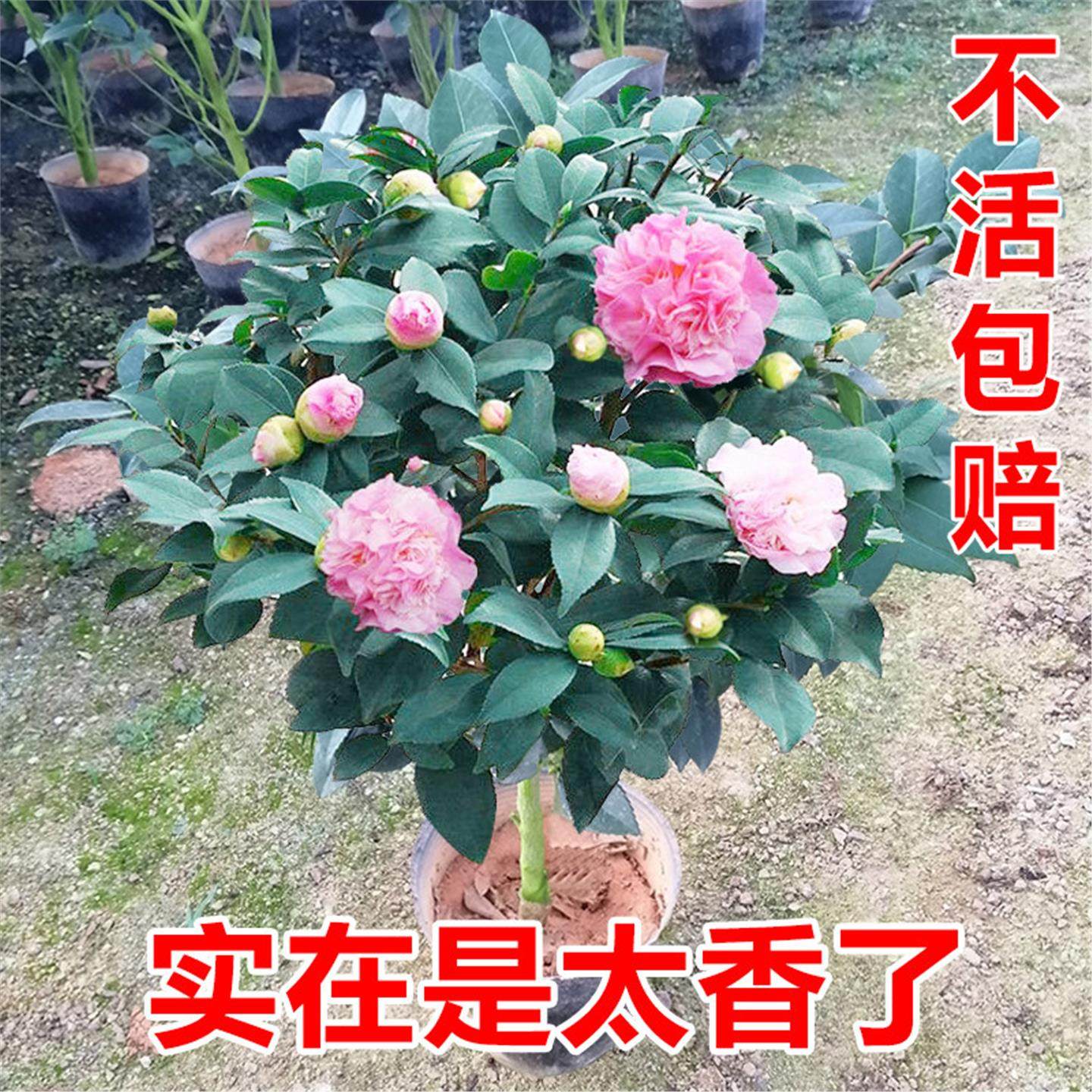 实在是太香了 香妃茶花盆栽 香水茶花 山茶花 带花苞 树苗 四季,鲜花速递/花卉仿真/绿植园艺,时令草本花卉,淘宝优惠券,粉丝福利购,淘宝优惠卷