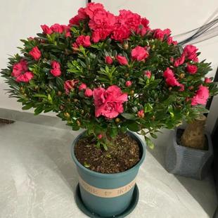杜鹃花苗盆栽花卉植物室内外客厅阳台绿色植物盆景 带花苞原土
