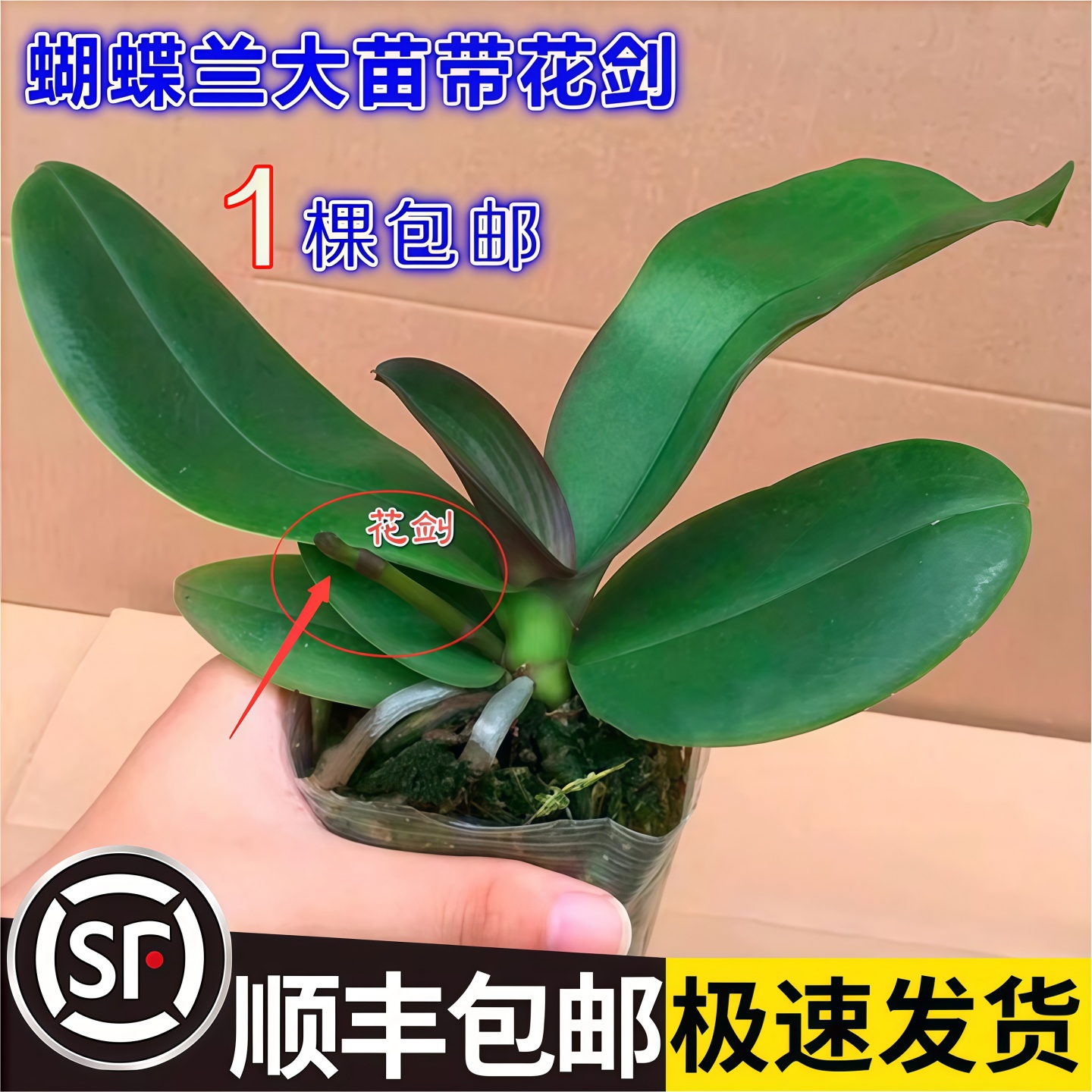 蝴蝶兰花苗带花剑带花苞盆栽兰花