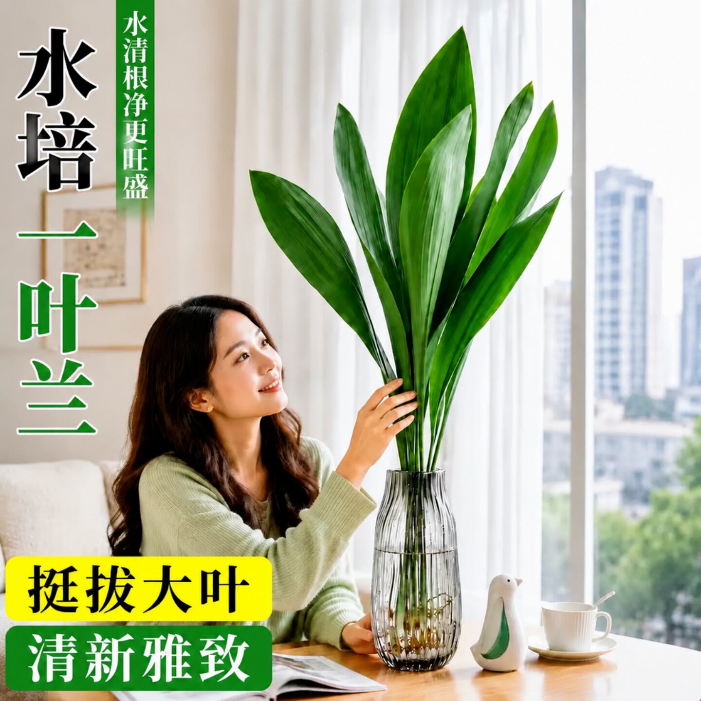 水培一叶兰室内净化空气好养图片