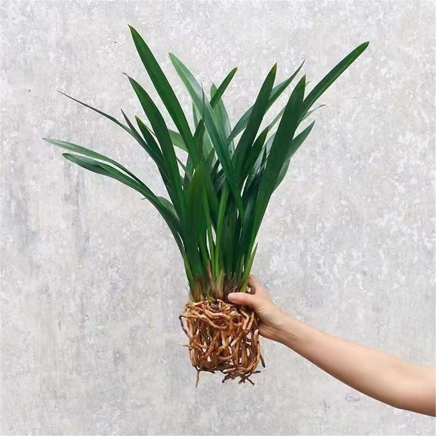 浓香兰花盆栽墨兰企黑报岁兰宽叶兰花兰草苗客厅阳台四季绿植花卉,鲜花速递/花卉仿真/绿植园艺,国兰/杂交兰/洋兰类,淘宝优惠券,粉丝福利购,淘宝优惠卷