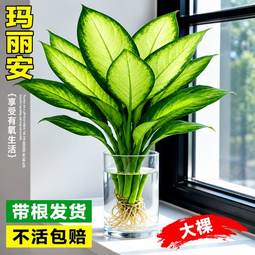 水培玛丽安万年青好养净化空气