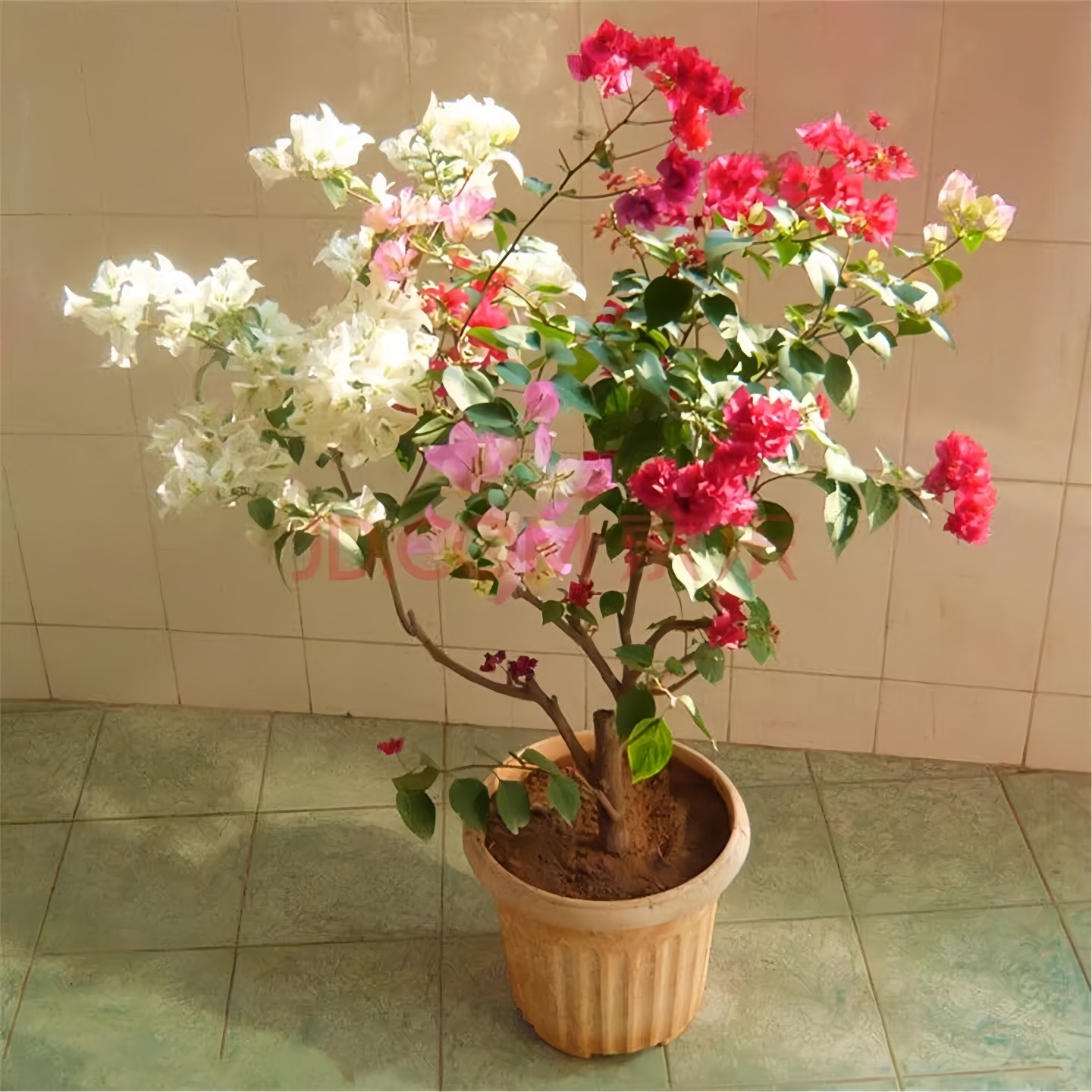 三角梅大苗盆栽爬藤重瓣室内外