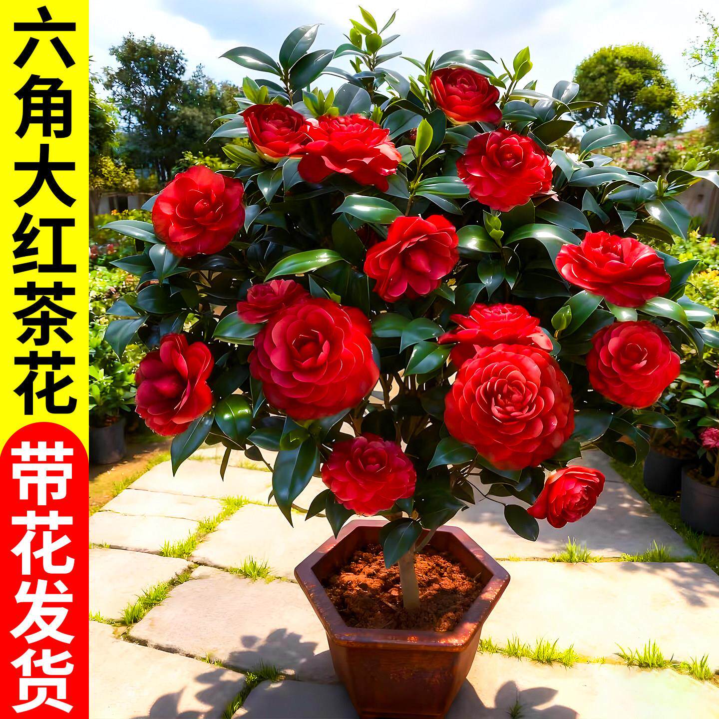 山茶花树苗带苞四季香妃盆图片