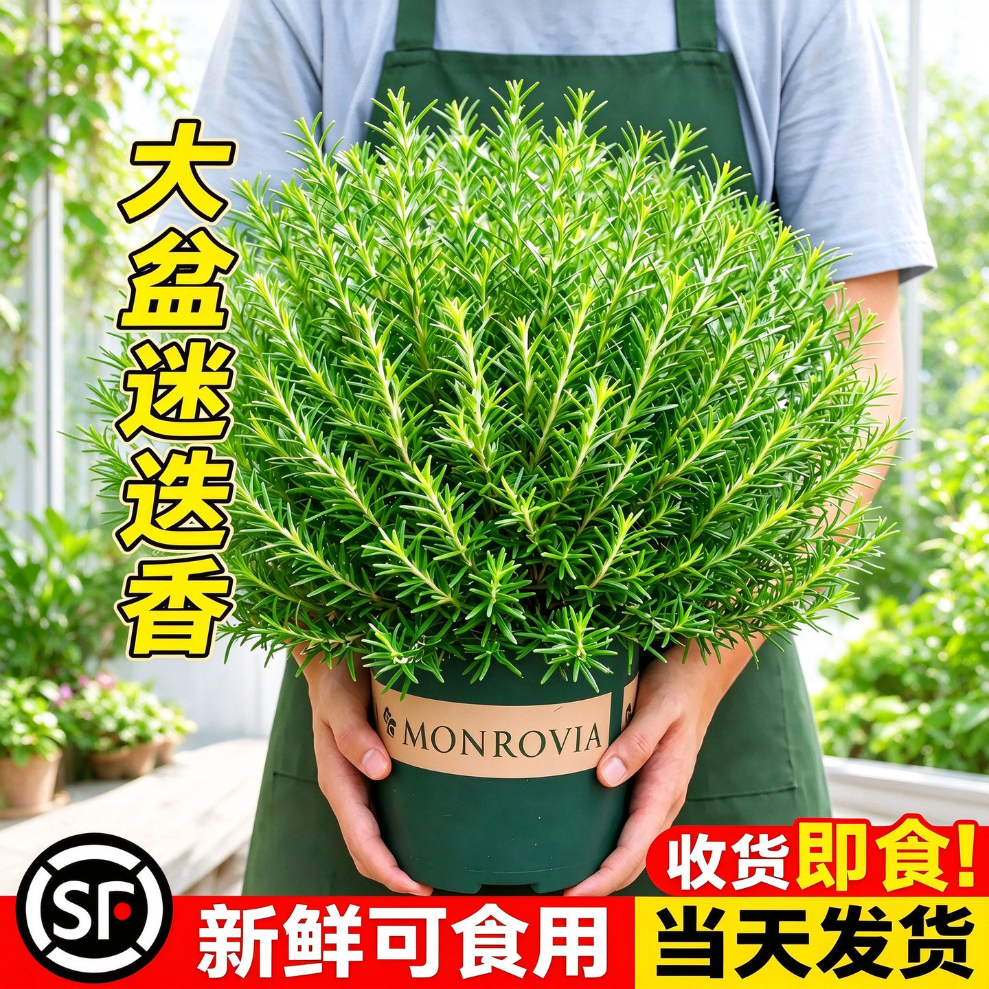 迷迭香盆栽可食用室内绿植新年苗牛排搭配蛋糕装饰新鲜薄荷植物