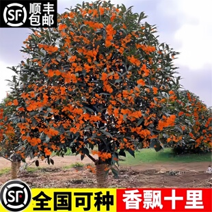 桂花树苗庭院地栽金桂丹桂原生桂树大树苗植物浓香型花卉四季常青