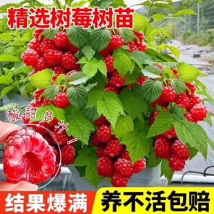 树莓苗红黑树莓果苗当年结果盆栽矮化树莓庭院地栽南北方种包成活