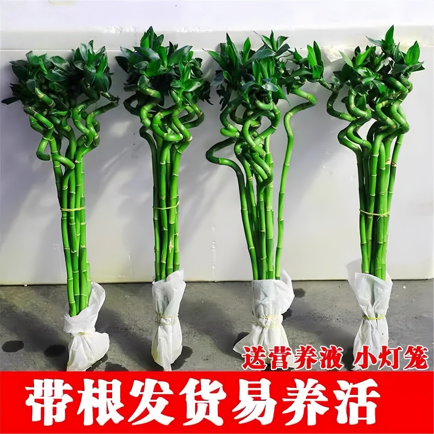 带根富贵竹水培植物开运竹转运竹水养客厅弯竹子盆栽招财室内植物,鲜花速递/花卉仿真/绿植园艺,藤本/攀援植物,淘宝优惠券,粉丝福利购,淘宝优惠卷