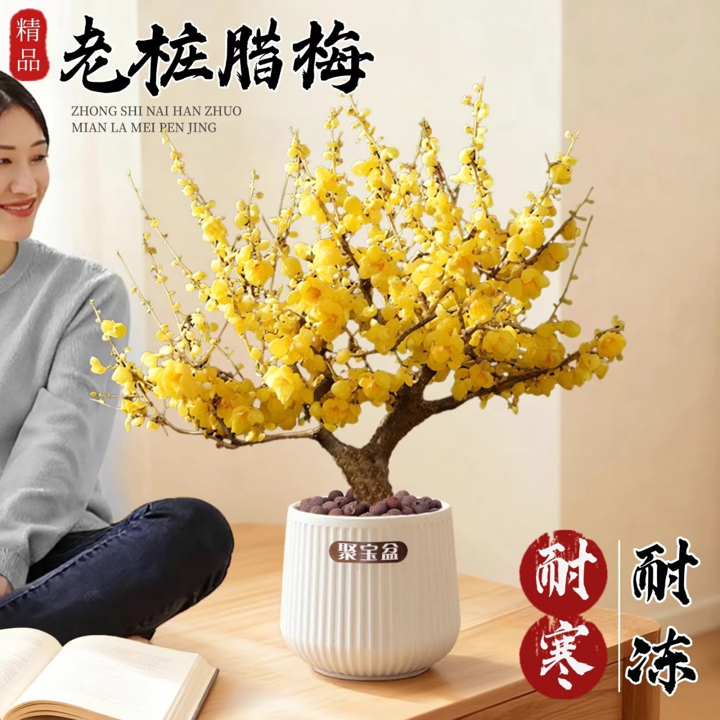 腊梅花树苗盆栽带花苞老桩盆景室外庭院耐寒耐冻适合冬天种的花卉,鲜花速递/花卉仿真/绿植园艺,造型盆景,淘宝优惠券,粉丝福利购,淘宝优惠卷