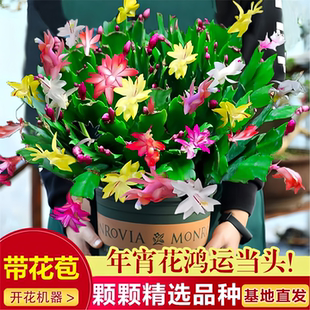蟹爪兰花苗盆栽带花苞大花重瓣多色花卉植物室内阳台四季好养绿植