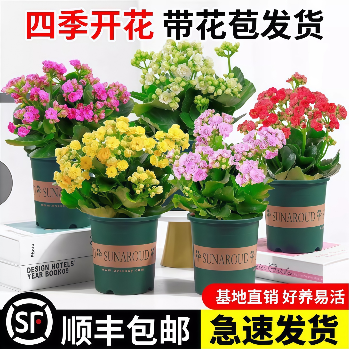 长寿花盆栽重瓣金狐狸大花带花苞