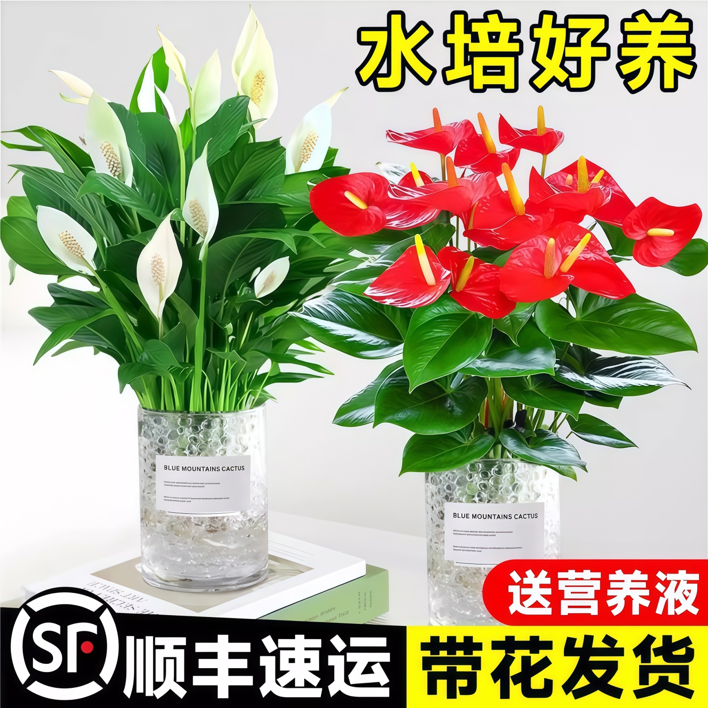 水培红掌大叶大花鸿运当头盆栽