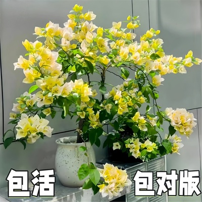 三角梅盆栽带花大苗重瓣带花苞