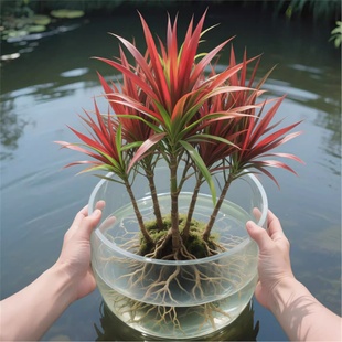 青叶千年木室内大型盆栽客厅绿植龙血树老桩植物网红餐厅落地造型