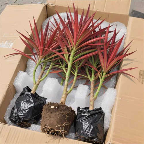 七彩铁千年木绿植盆栽客厅室内