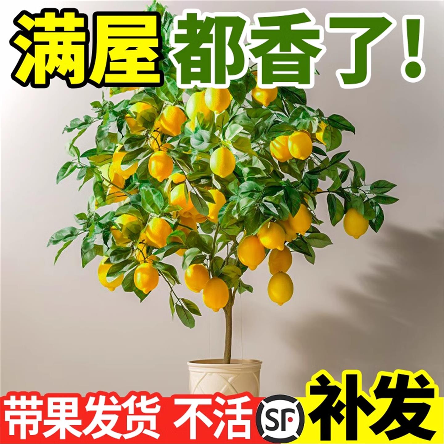 香水柠檬树苗盆栽带果室内室外
