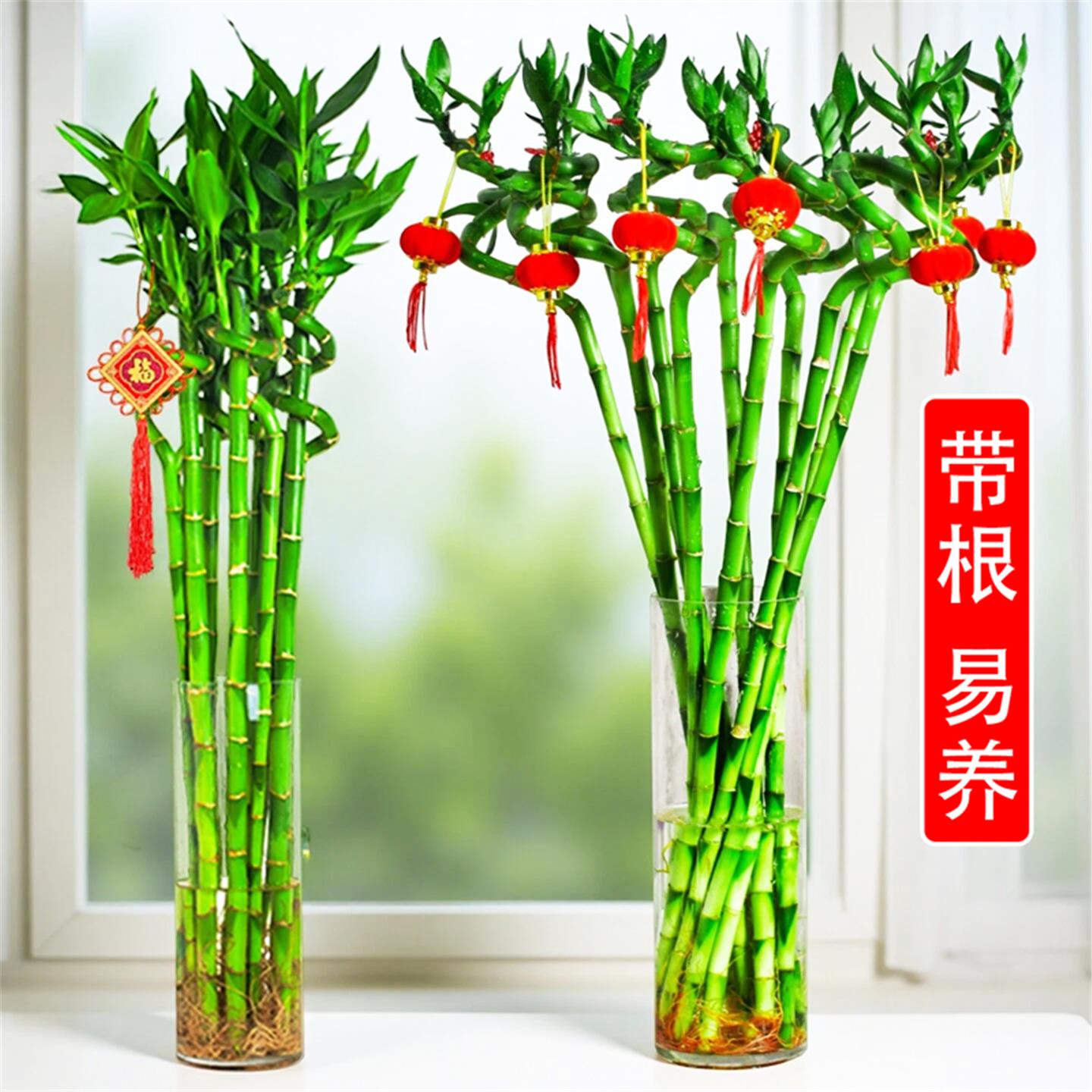 转运竹带根富贵竹水培植物弯竹