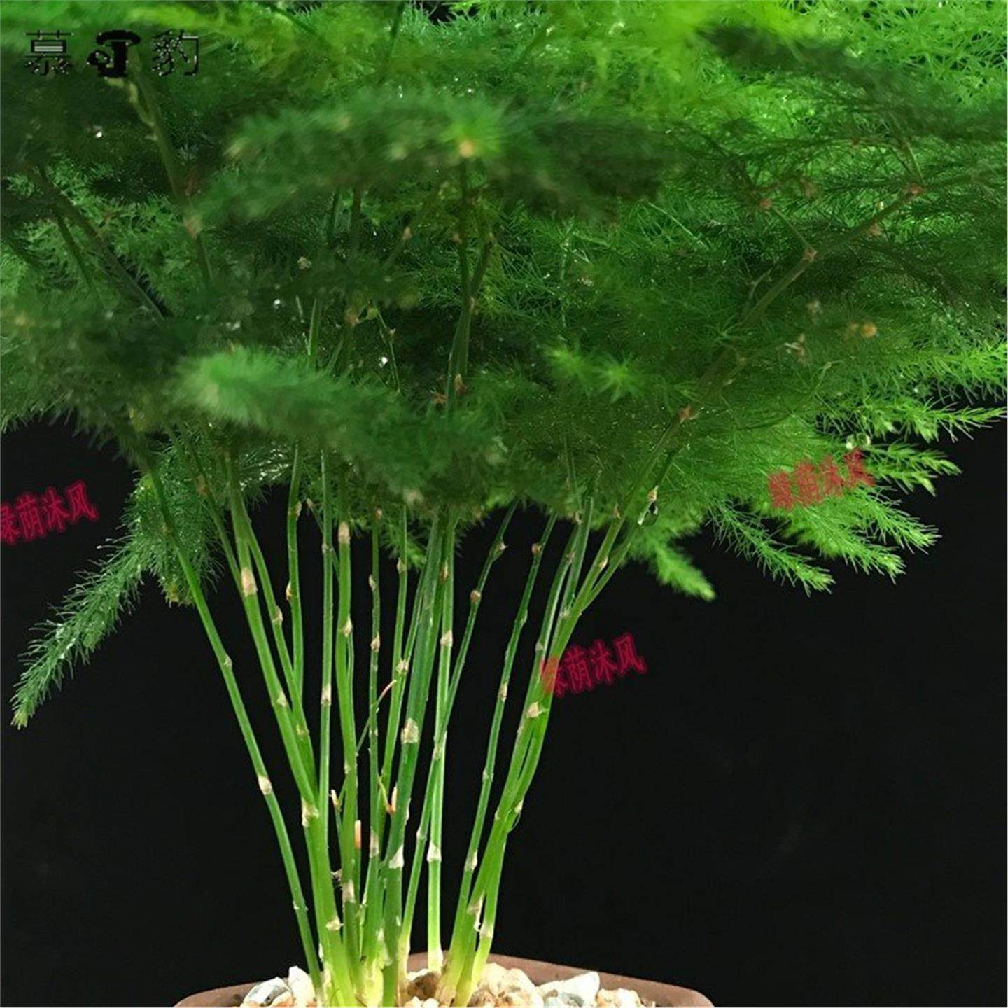 文竹植物大文竹室内盆栽桌面绿植四季常青好养活适合新手小白水培,鲜花速递/花卉仿真/绿植园艺,造型盆景,淘宝优惠券,粉丝福利购,淘宝优惠卷