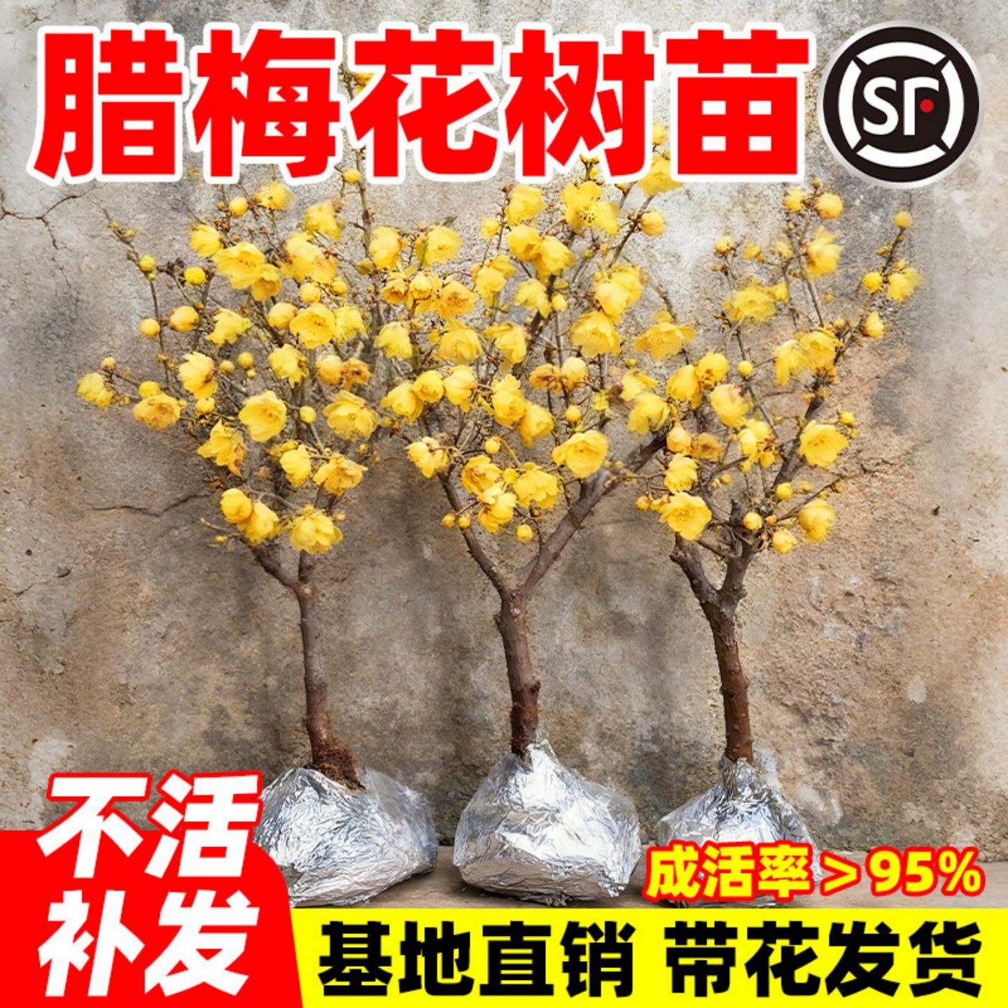 腊梅花树苗庭院盆栽室内外耐寒冬梅红梅腊梅地栽盆景四季花卉植物,鲜花速递/花卉仿真/绿植园艺,造型盆景,淘宝优惠券,粉丝福利购,淘宝优惠卷