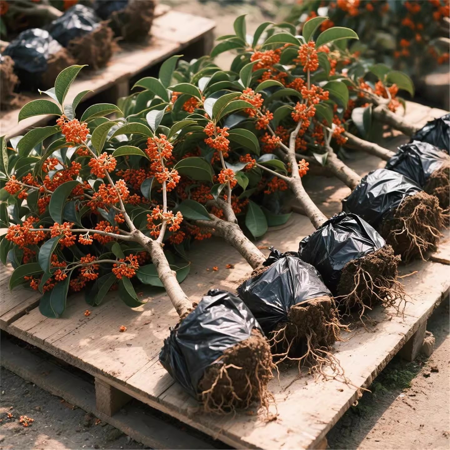 红桂花树苗名品丹桂状元红桂花苗珍稀红桂朱砂桂四季红桂花苗室外