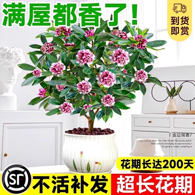 金边瑞香盆栽浓型带花苞大