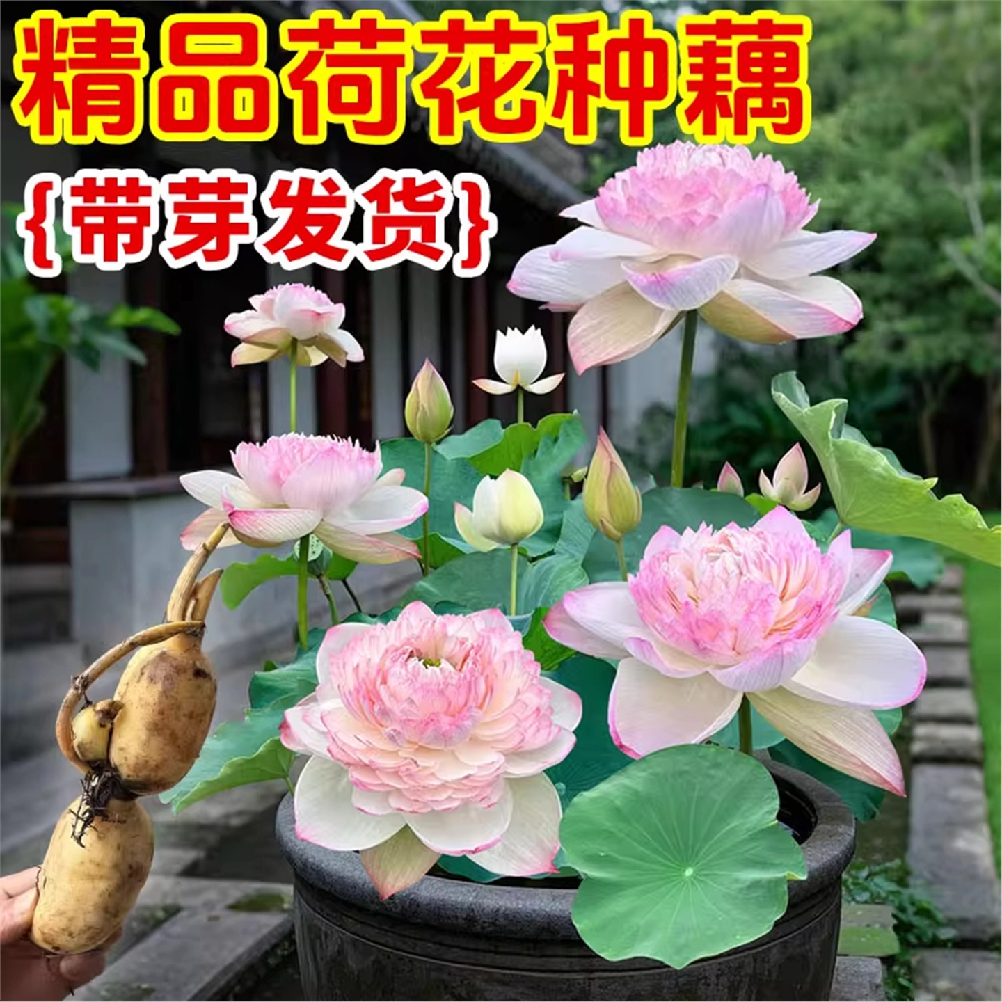 荷花盆栽莲花藕苗花卉睡莲莲藕苗种四季观赏荷花藕种水培植物池塘,鲜花速递/花卉仿真/绿植园艺,月季/蔷薇/玫瑰,淘宝优惠券,粉丝福利购,淘宝优惠卷