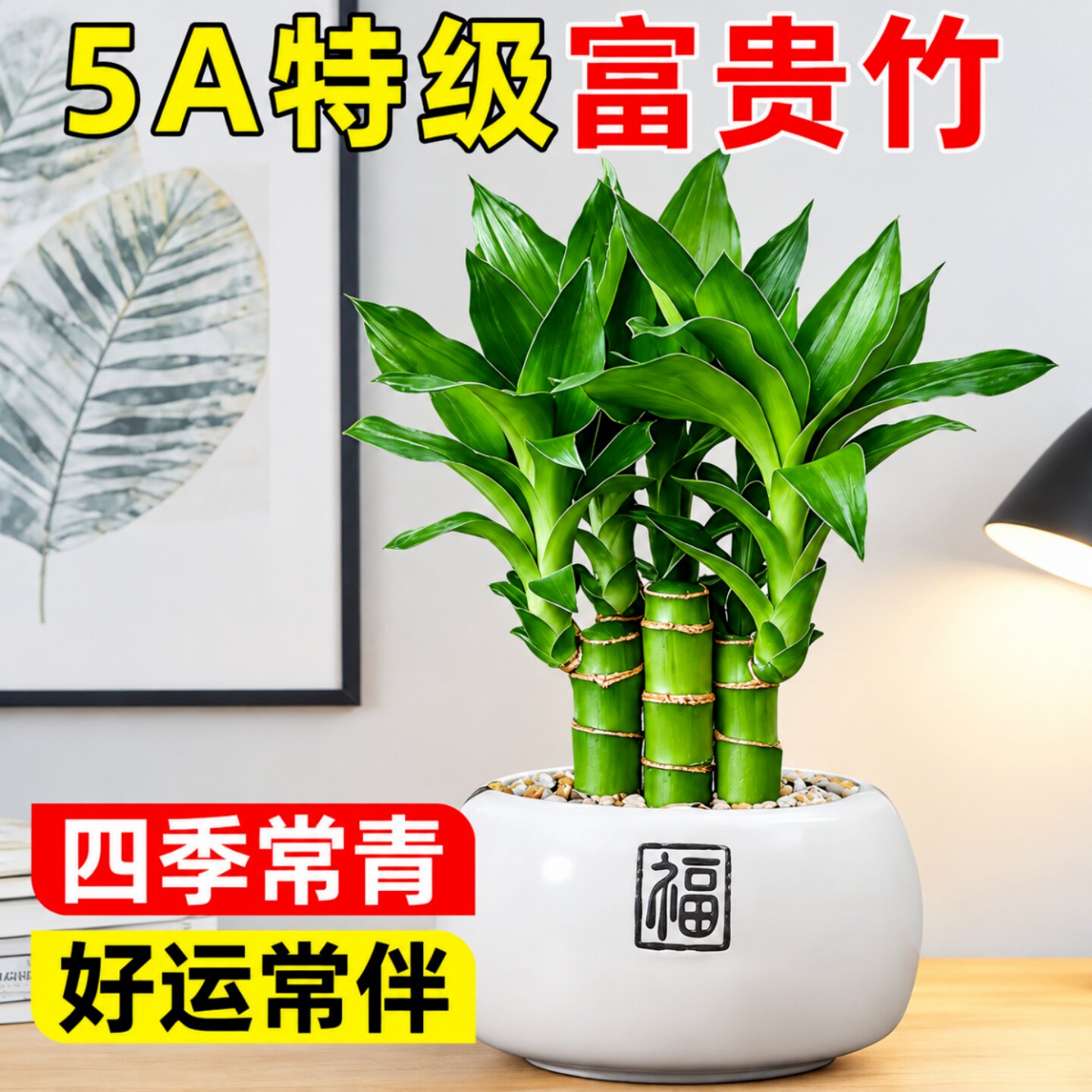 文昌竹富贵竹水培室内绿植盆栽图片