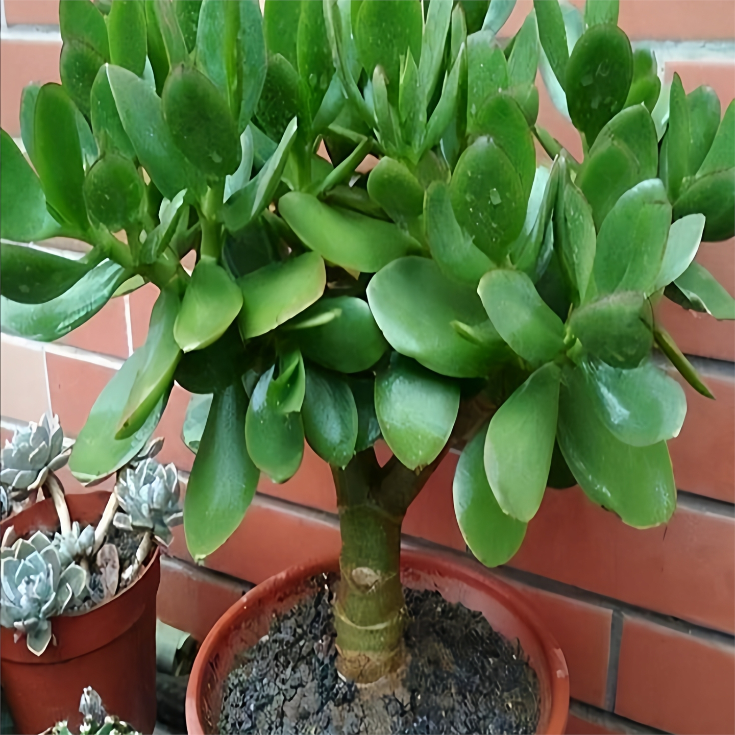 大玉树室内防辐射净化空气绿植