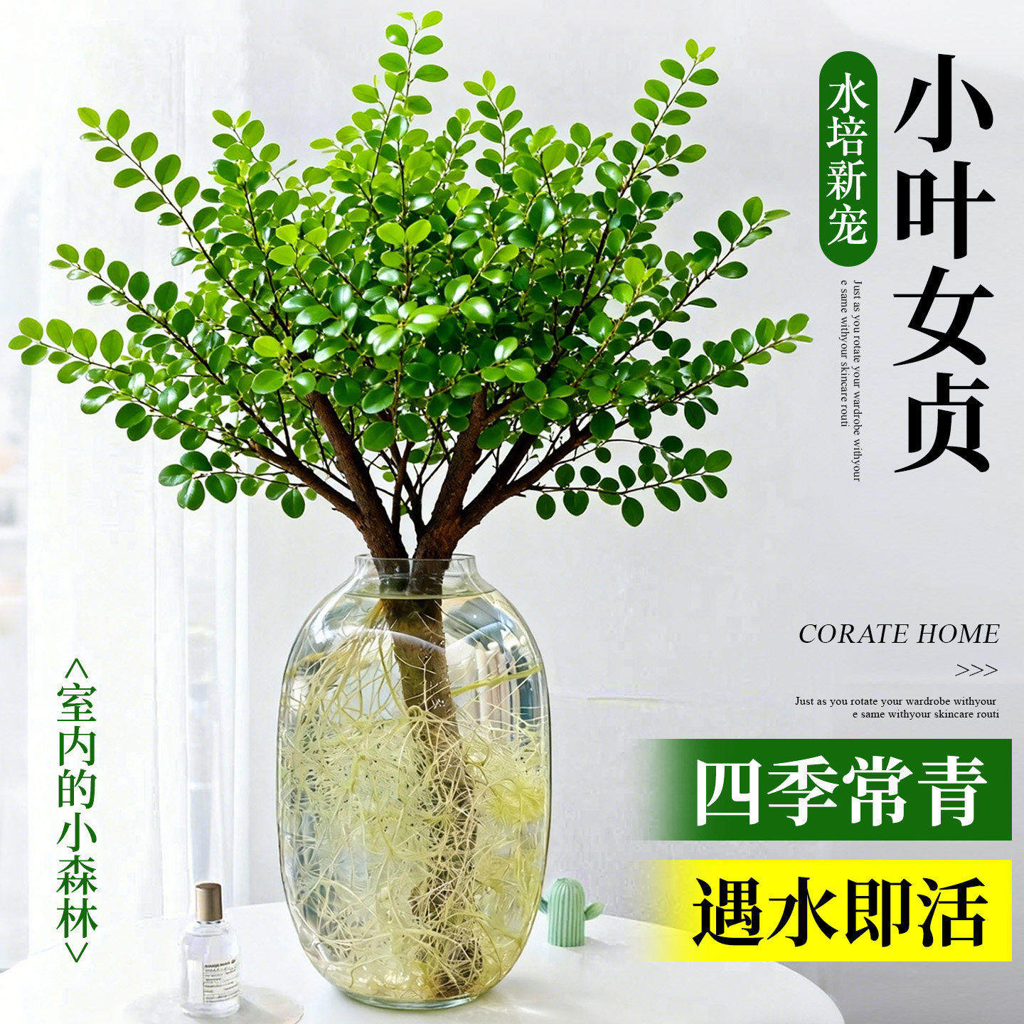 小叶女贞水培植物鲜切枝办图片