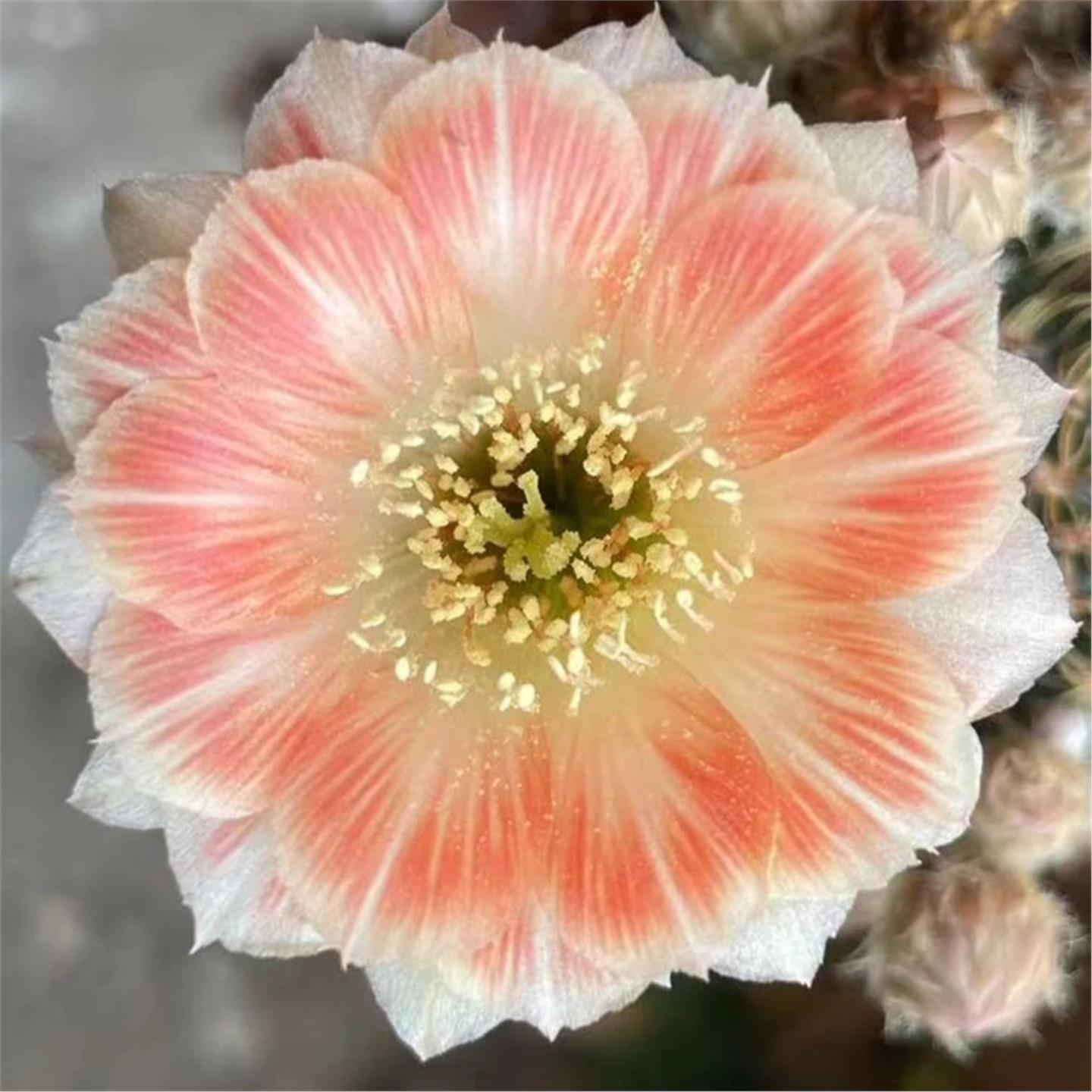 大花彩草开花仙人球仙人掌多肉