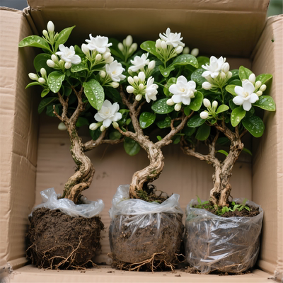 重瓣独杆茉莉花盆栽老桩室内好养