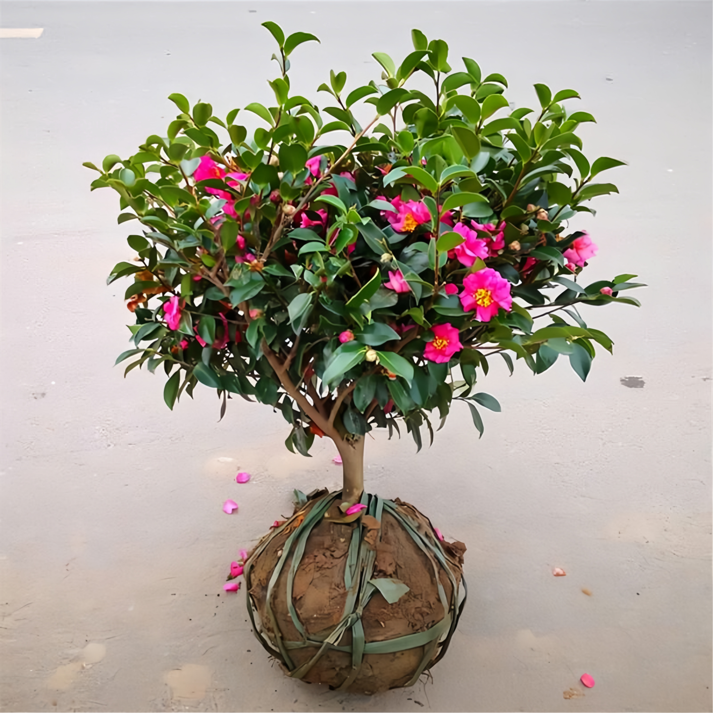 茶梅花盆栽树苗四季常青阳台老桩