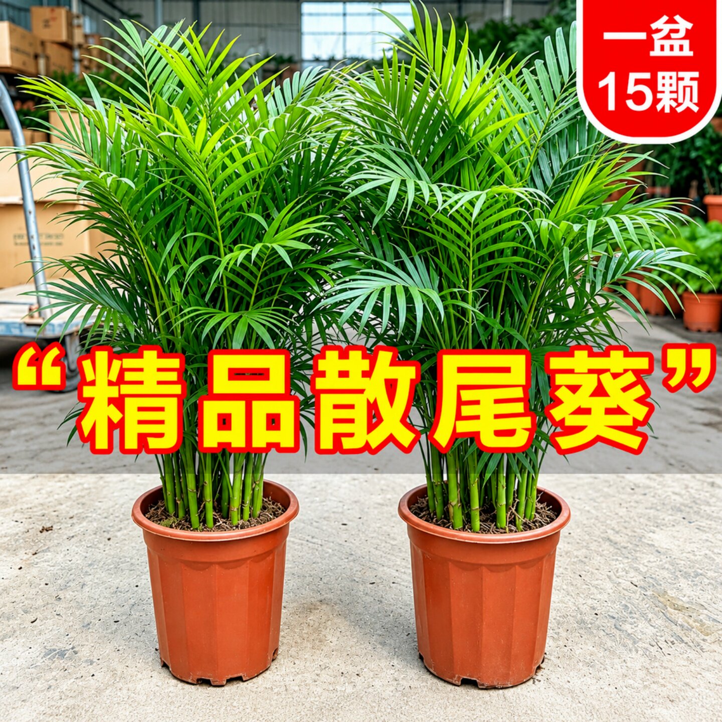散尾葵植物盆栽客厅大型绿植办公室内落地凤尾竹富贵袖珍椰子树苗
