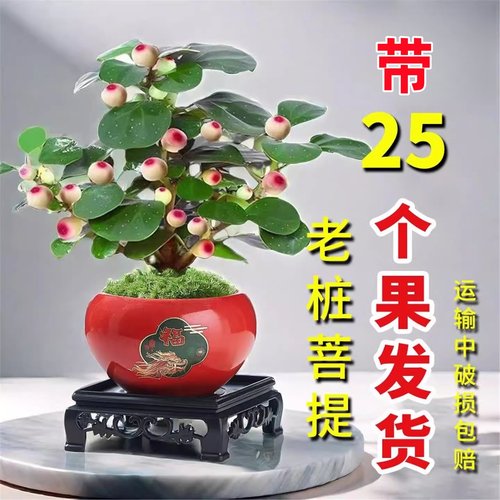 小盼菩提树老桩带果盆栽阳台绿植