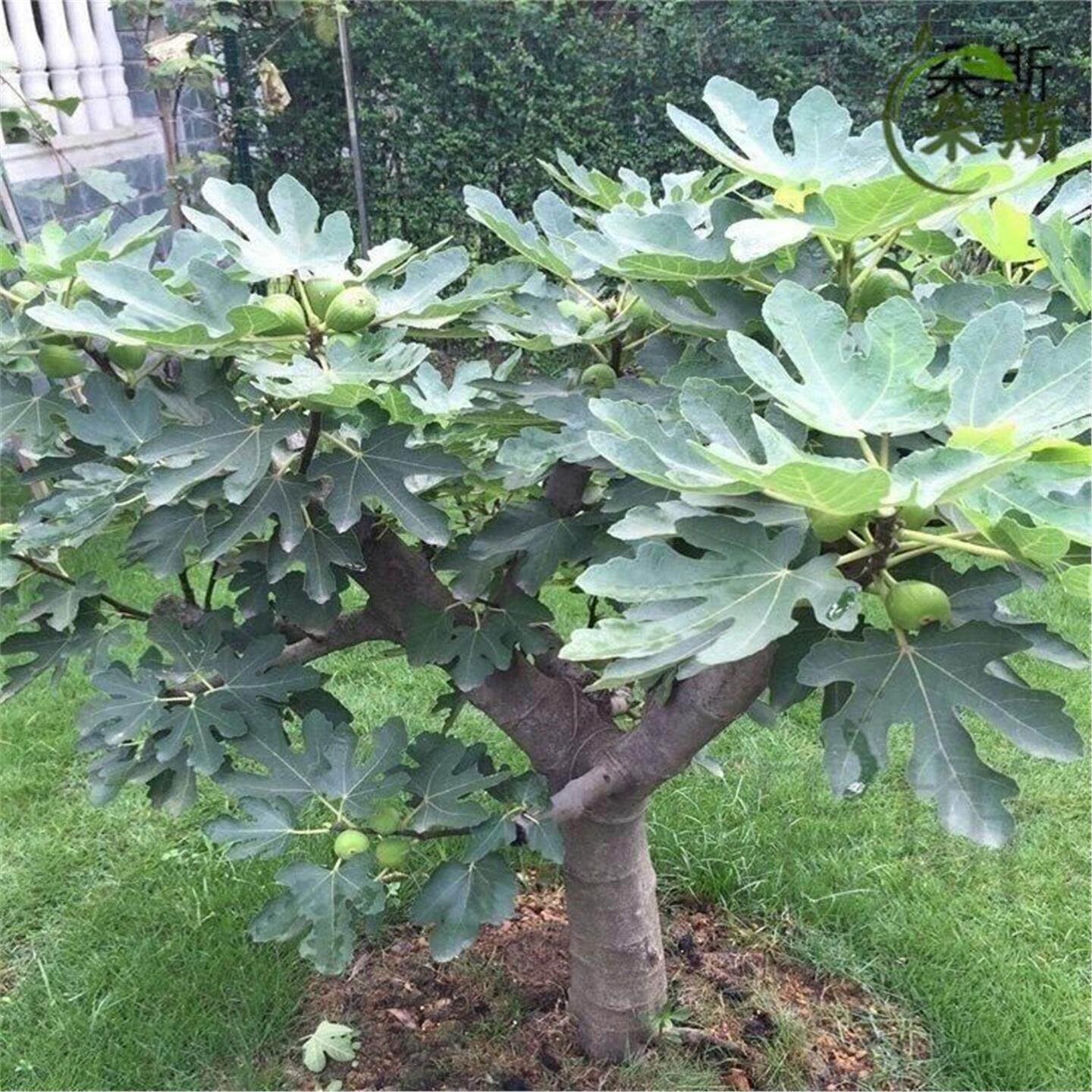 特大无花果树苗盆栽矮化懒图片