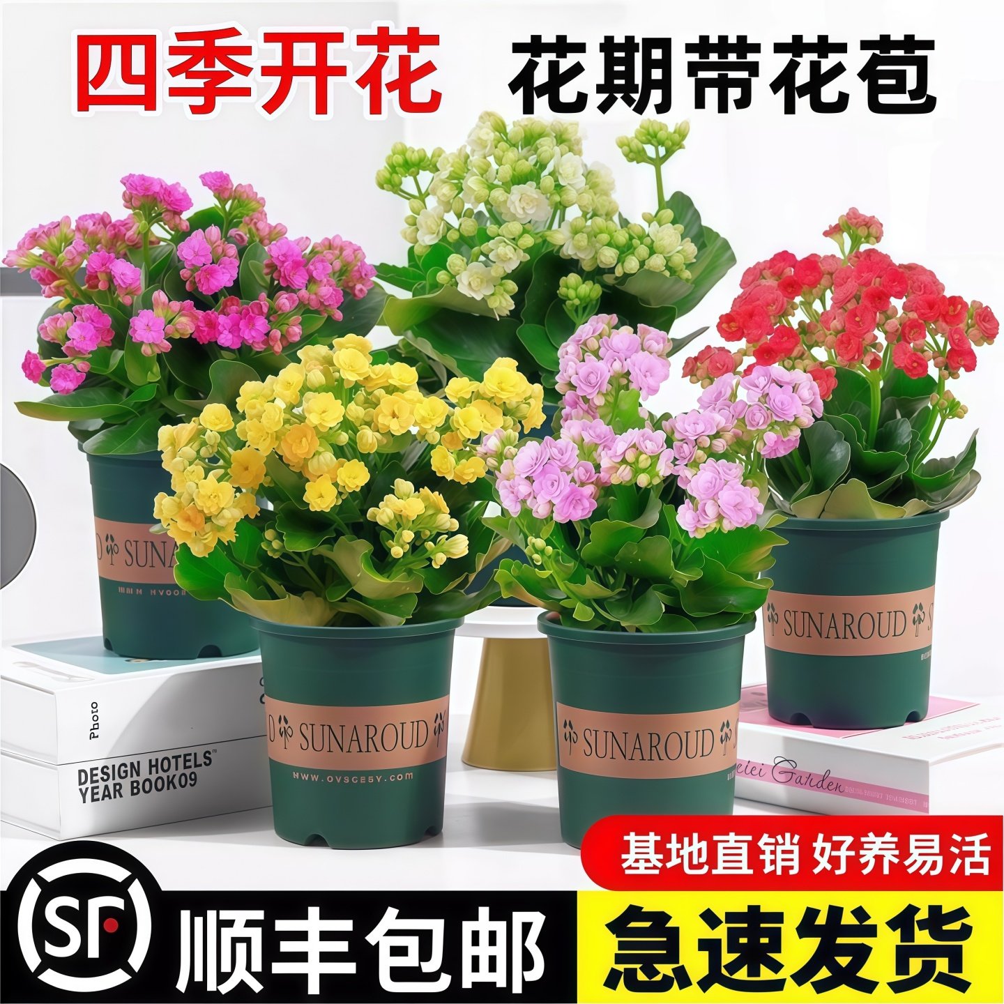 长寿花盆栽重瓣金狐狸大带