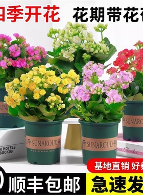 长寿花盆栽重瓣金狐狸大花带花苞花苗四季室内开花好养的花卉植物