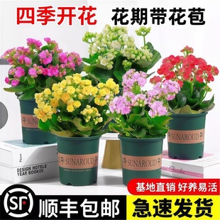 长寿花盆栽重瓣金狐狸大花带花苞花苗四季 花卉植物 室内开花好养