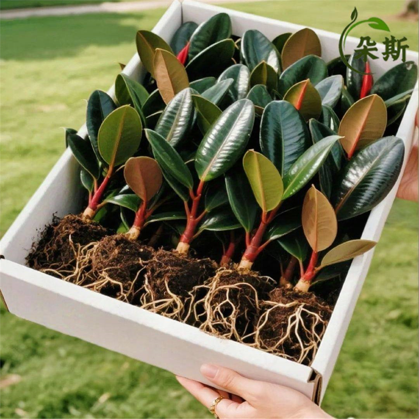 黑金刚橡皮树盆栽净室内家庭植物办公桌懒人盆栽观叶绿植绿金刚