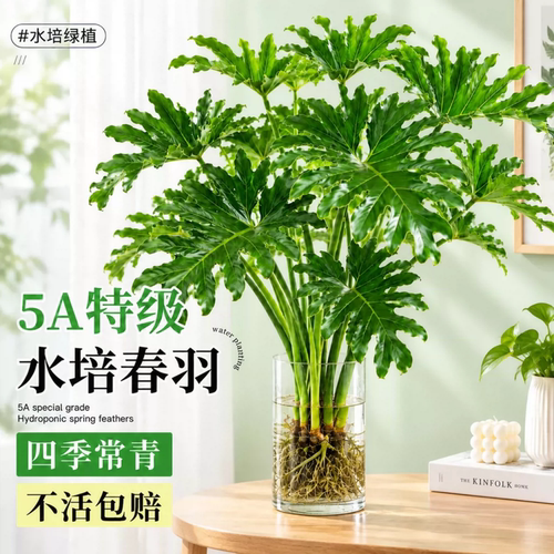 龙鳞春羽水培老桩大叶室内绿植