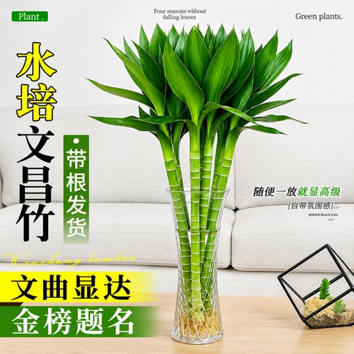 水培文昌竹4支金榜题名办公室