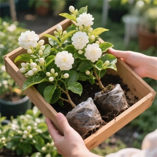 正宗虎头茉莉花盆栽重瓣大花独杆圆叶老桩花卉绿植室内阳台浓香型