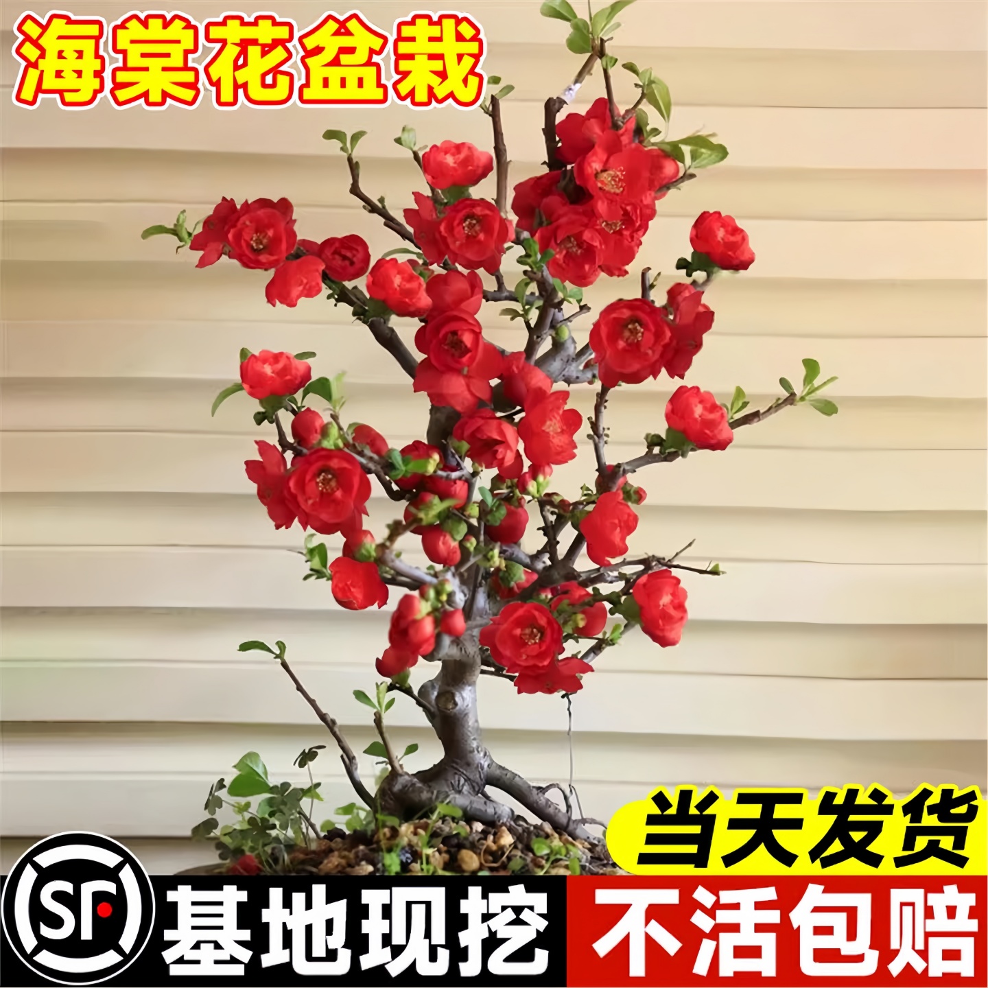 海棠花盆栽四季好养活垂丝树苗