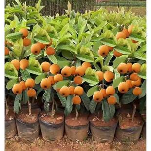 无核枇杷苗树特大砂糖大五星果树苗嫁接枇杷苗当年结果南北方种植